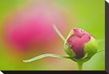 Peony 7