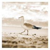 Seagull II