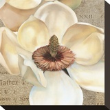 Magnolia Masterpiece I
