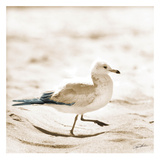 Seagull III