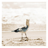 Seagull I