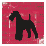 Schnauzer