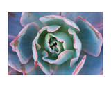 Echeveria Afterglow