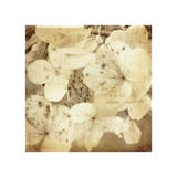Hydrangeas 1