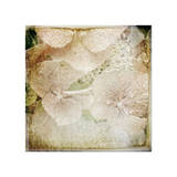 Hydrangeas 4