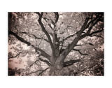 Magnificent Oak