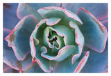 Echeveria Afterglow