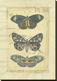 Butterfly Ephemera III