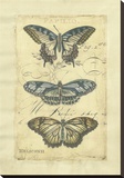 Butterfly Ephemera I