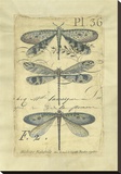 Dragonfly Ephemera II