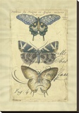 Butterfly Ephemera IV
