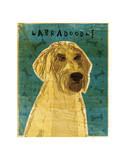 Yellow Labradoodle