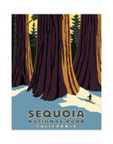 Sequoia
