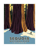 Sequoia