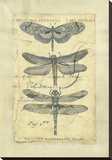 Dragonfly Ephemera I