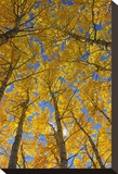 Trembling Aspens in Autumn
