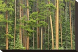 Lodgepole Pines