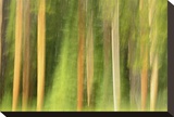 Lodgepole Pine Abstraction