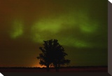 Northern Lights and Oak Tree