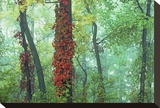 Virginia Creeper
