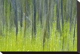 Tree Abstraction V