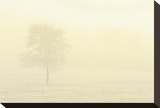 Solitary Tree in Morning Fog