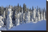 Trees Covered in Snow
