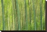 Tree Abstraction III
