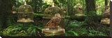Birdcage Forest