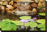 Lilly Pond