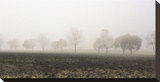 Tree Line in Fog