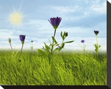Springtime