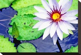 Water Lilly II