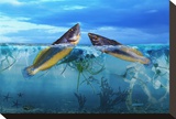 Where Fish Meet