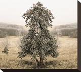 Frost Covered Lone Tree