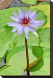 Water Lilly I