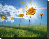 Summer Breeze