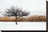 Winter Harmony