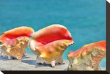 Three Conchs