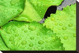 Water Droplets on Lilly Pads