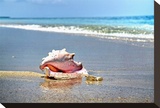 Conch