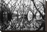 Tree Symphony