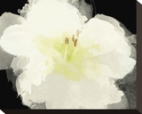 Apple Blossom Flower
