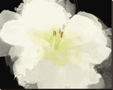 Apple Blossom Flower