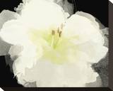 Apple Blossom Flower