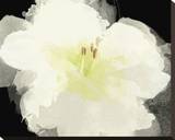 Apple Blossom Flower