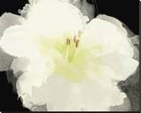 Apple Blossom Flower