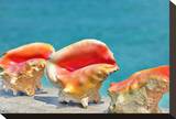 Three Conchs
