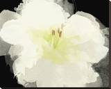 Apple Blossom Flower