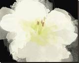Apple Blossom Flower
